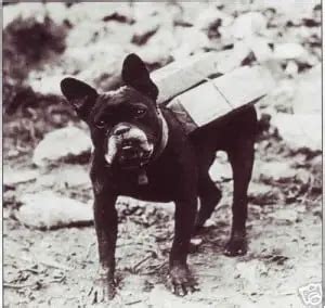 french bulldogs ww1